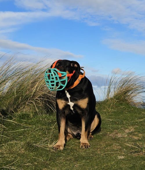 Size Pippa Dog Muzzle - Made to order muzzle with colour customisation