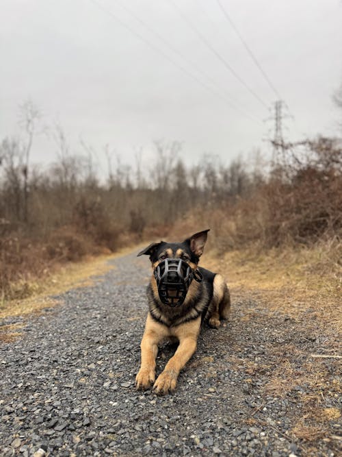 Size Sunny Dog Muzzle - ready to ship
