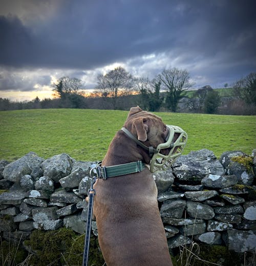 Size Mitzy Dog Muzzle - Made to order muzzle with colour customisation