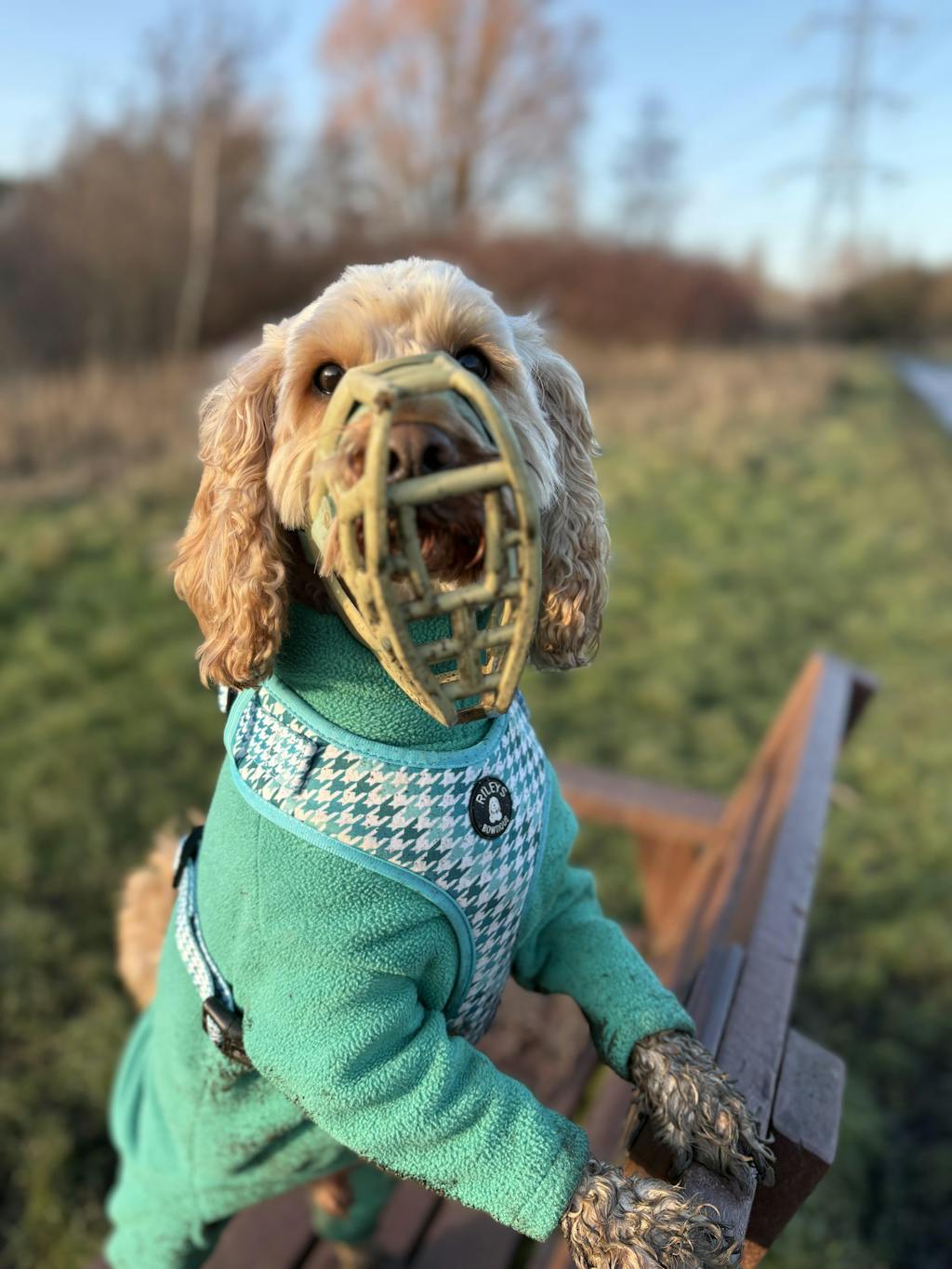 Size Rex Dog Muzzle - ready to ship