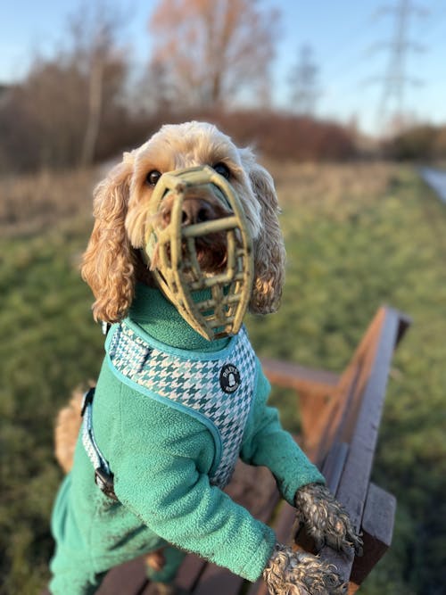 Size Rex Dog Muzzle - ready to ship