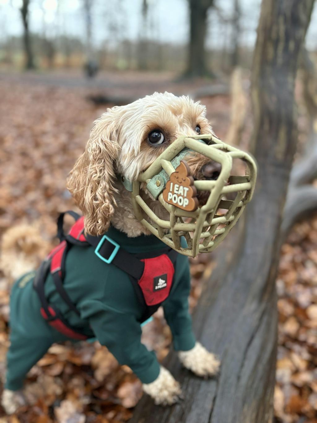 Snooties™ – Muzzle Charm