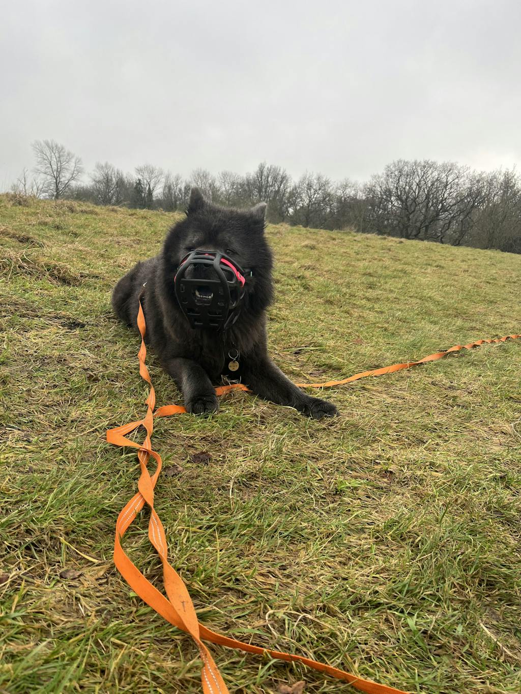 Size Harry 2.0 Dog Muzzle - Made to order muzzle with colour customisation