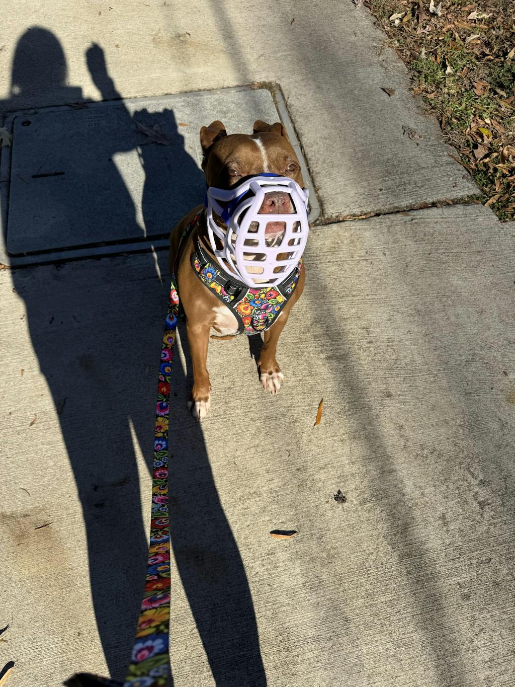 Size Pippa Dog Muzzle - Made to order muzzle with colour customisation