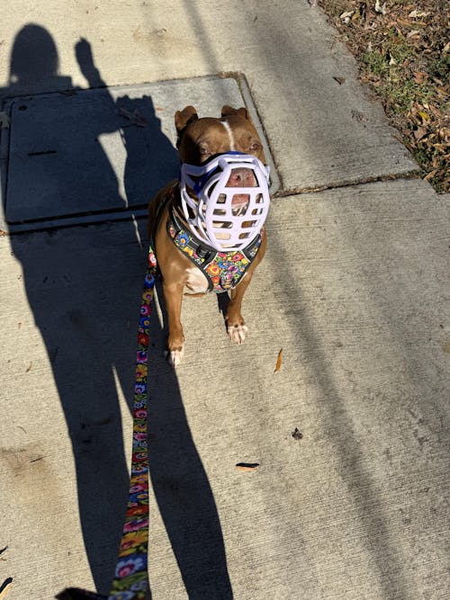 Size Pippa Dog Muzzle - Made to order muzzle with colour customisation