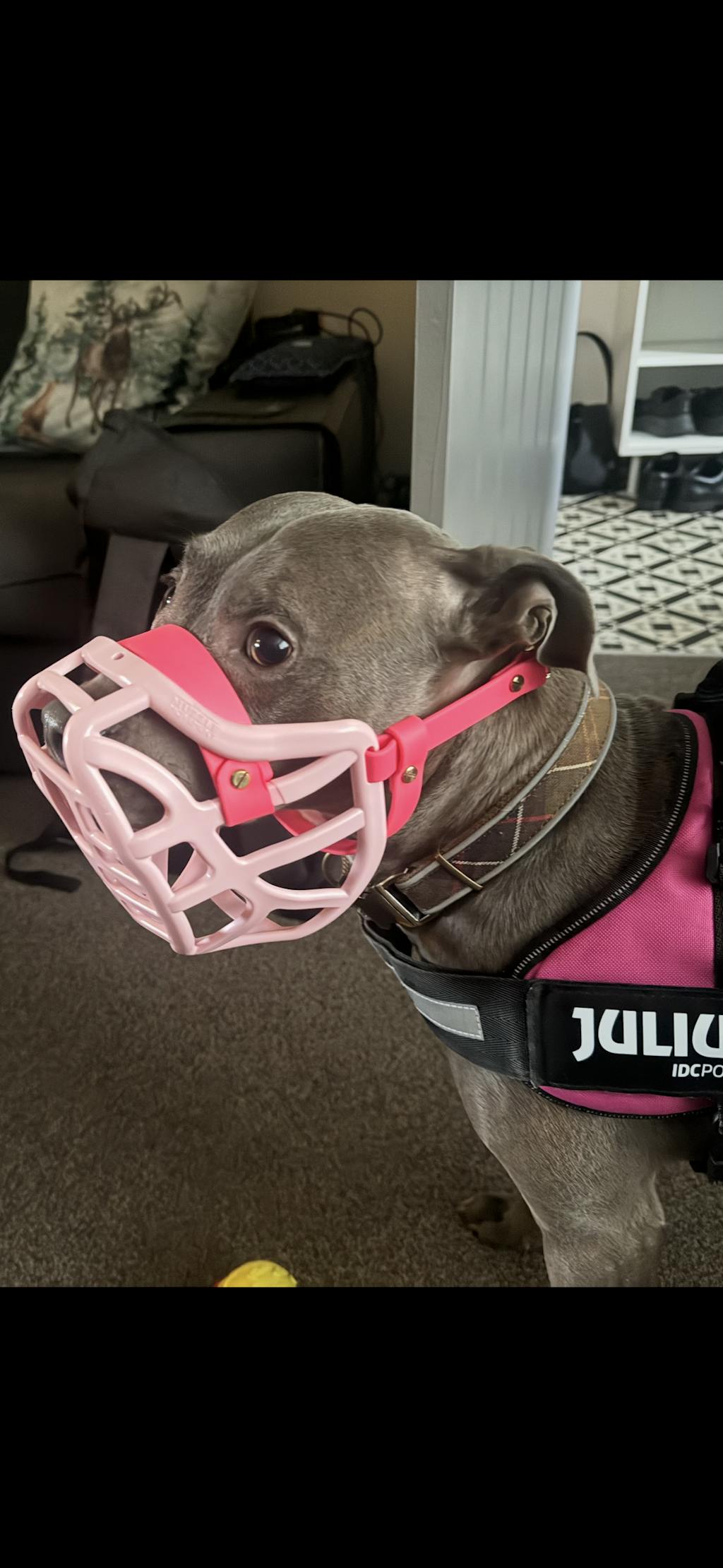 Size Pippa Dog Muzzle - Made to order muzzle with colour customisation