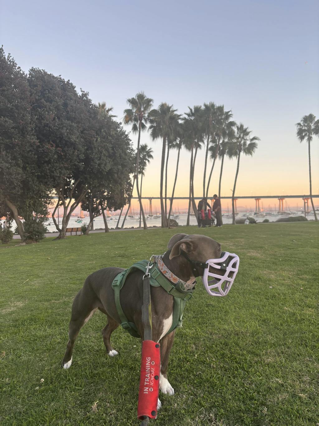 Size Pippa Dog Muzzle - Made to order muzzle with colour customisation