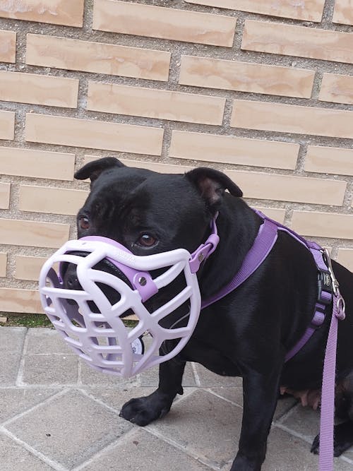 Size Pippa Dog Muzzle - Made to order muzzle with colour customisation