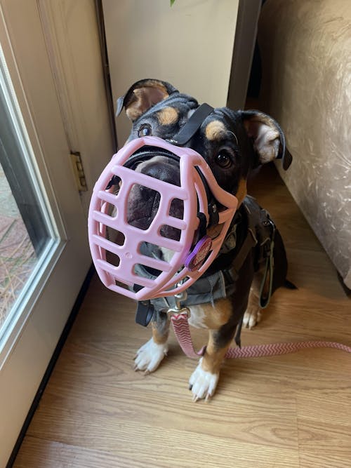 Size Pippa Dog Muzzle - ready to ship