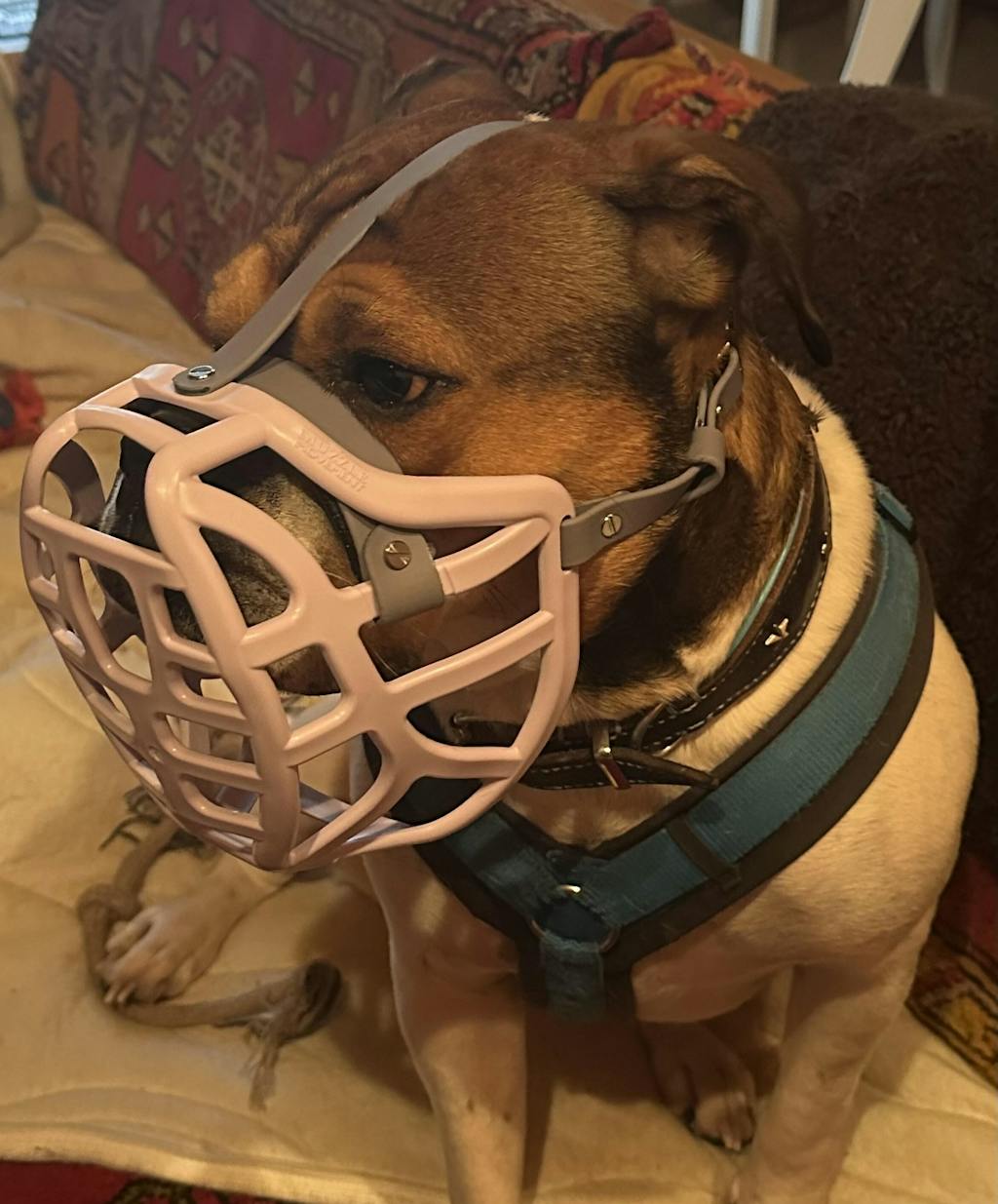 Size Pippa Dog Muzzle - ready to ship