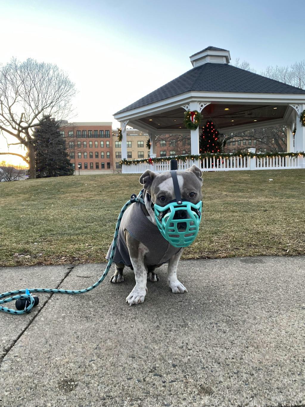 Size Pippa Dog Muzzle - Made to order muzzle with colour customisation