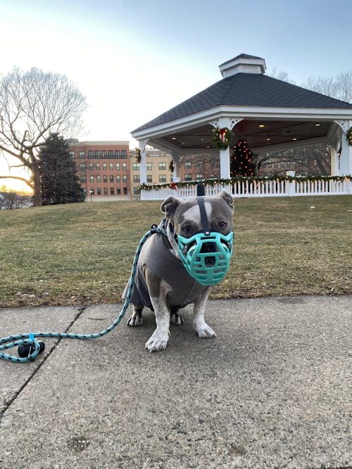 Size Pippa Dog Muzzle - Made to order muzzle with colour customisation