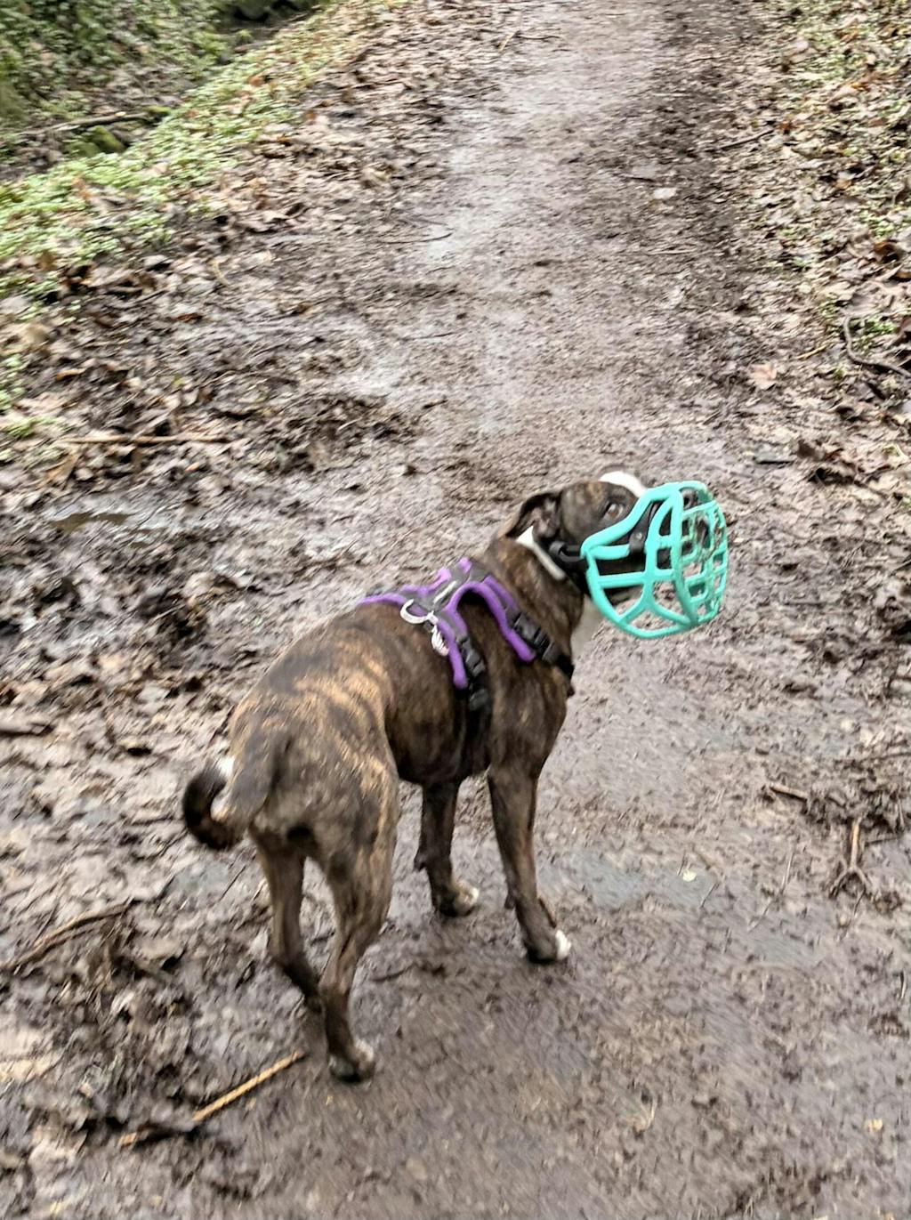 Size Pippa Dog Muzzle - Made to order muzzle with colour customisation