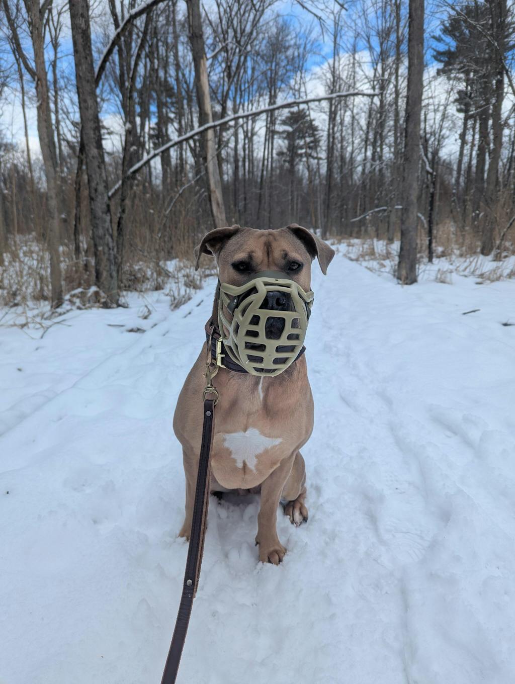 Size Pippa Dog Muzzle - ready to ship