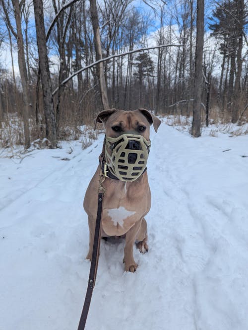 Size Pippa Dog Muzzle - ready to ship