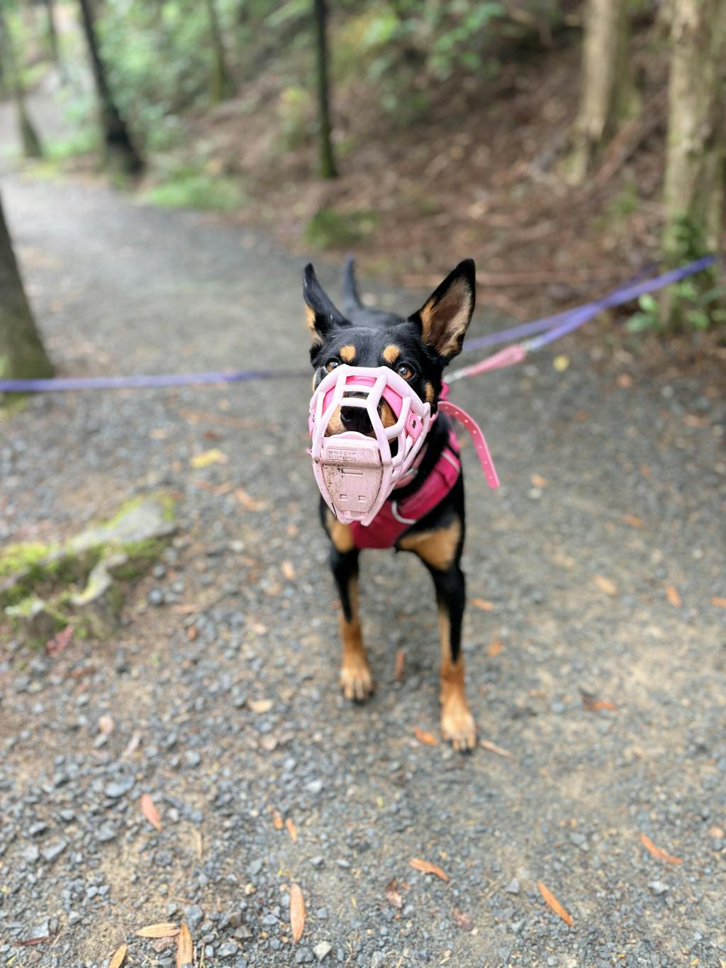 Extra-secure scavenger guard