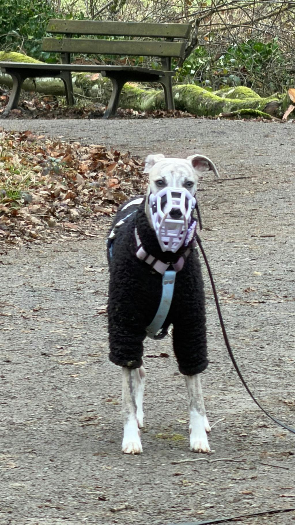 Size Rex Dog Muzzle - ready to ship