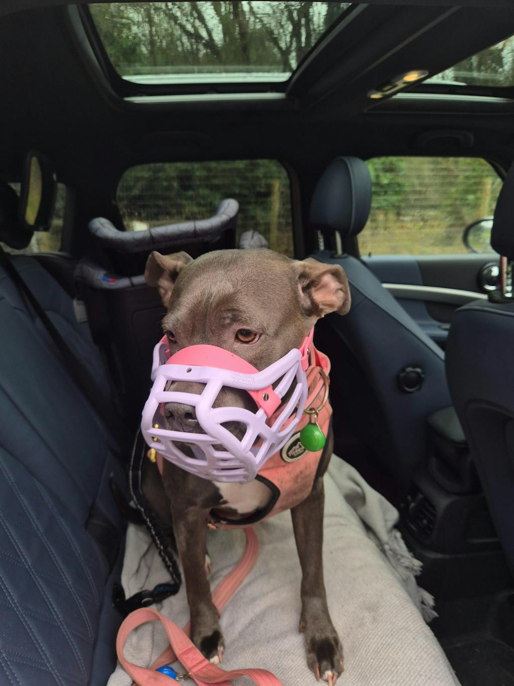 Size Pippa Dog Muzzle - Made to order muzzle with colour customisation