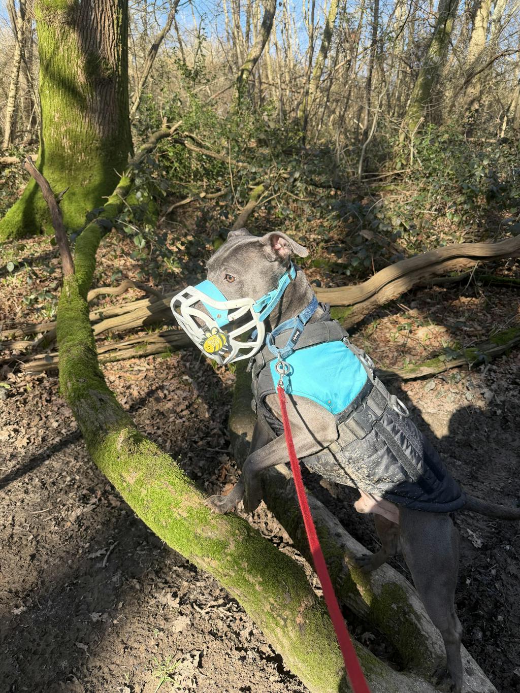 Size Pippa Dog Muzzle - Made to order muzzle with colour customisation