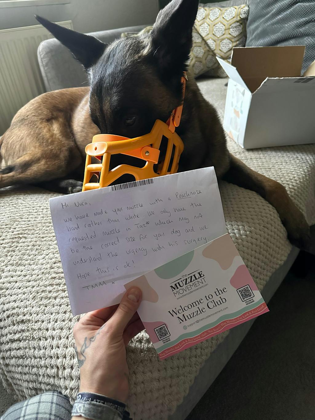 Size Taz Dog Muzzle - Made to order muzzle with colour customisation