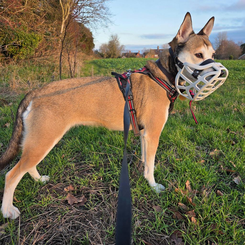 Size Pippa Dog Muzzle - Made to order muzzle with colour customisation