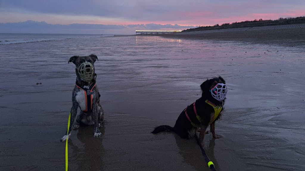 Size Taz Dog Muzzle - Made to order muzzle with colour customisation