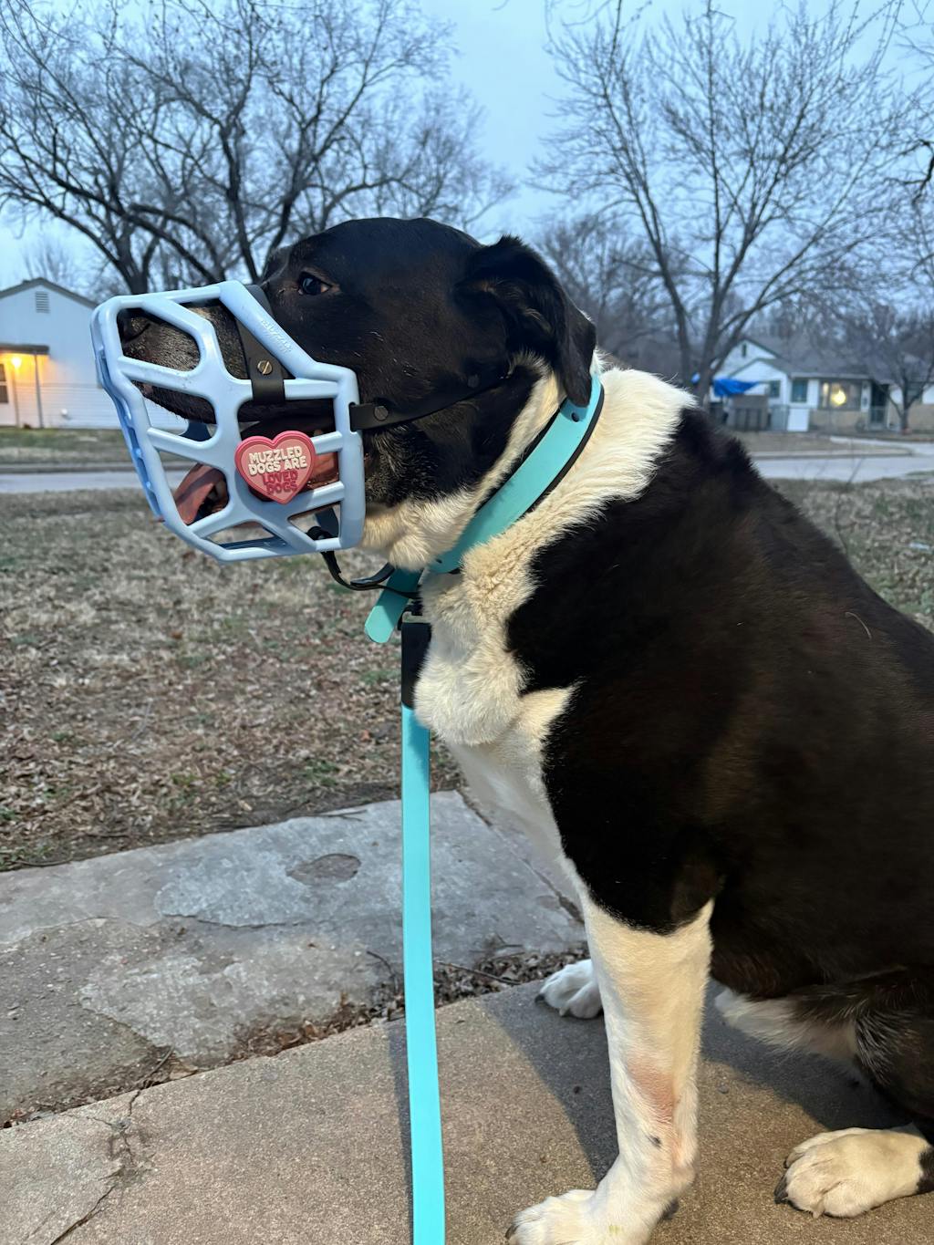Baby blue Dog Muzzle, Collar & Lead Set