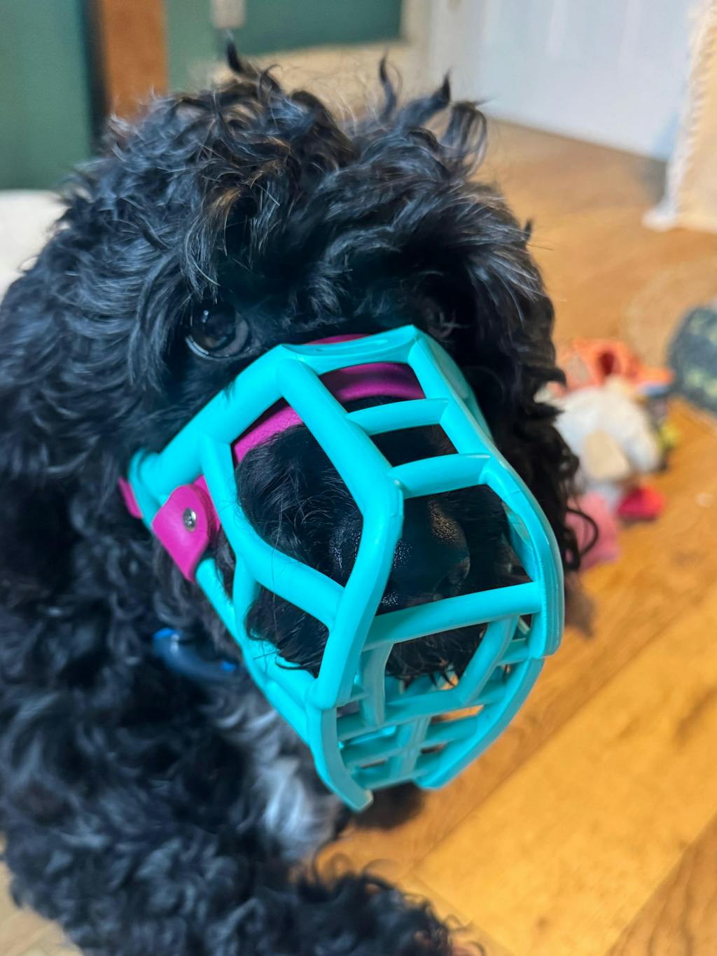 The Ultimate Muzzle Training Guide