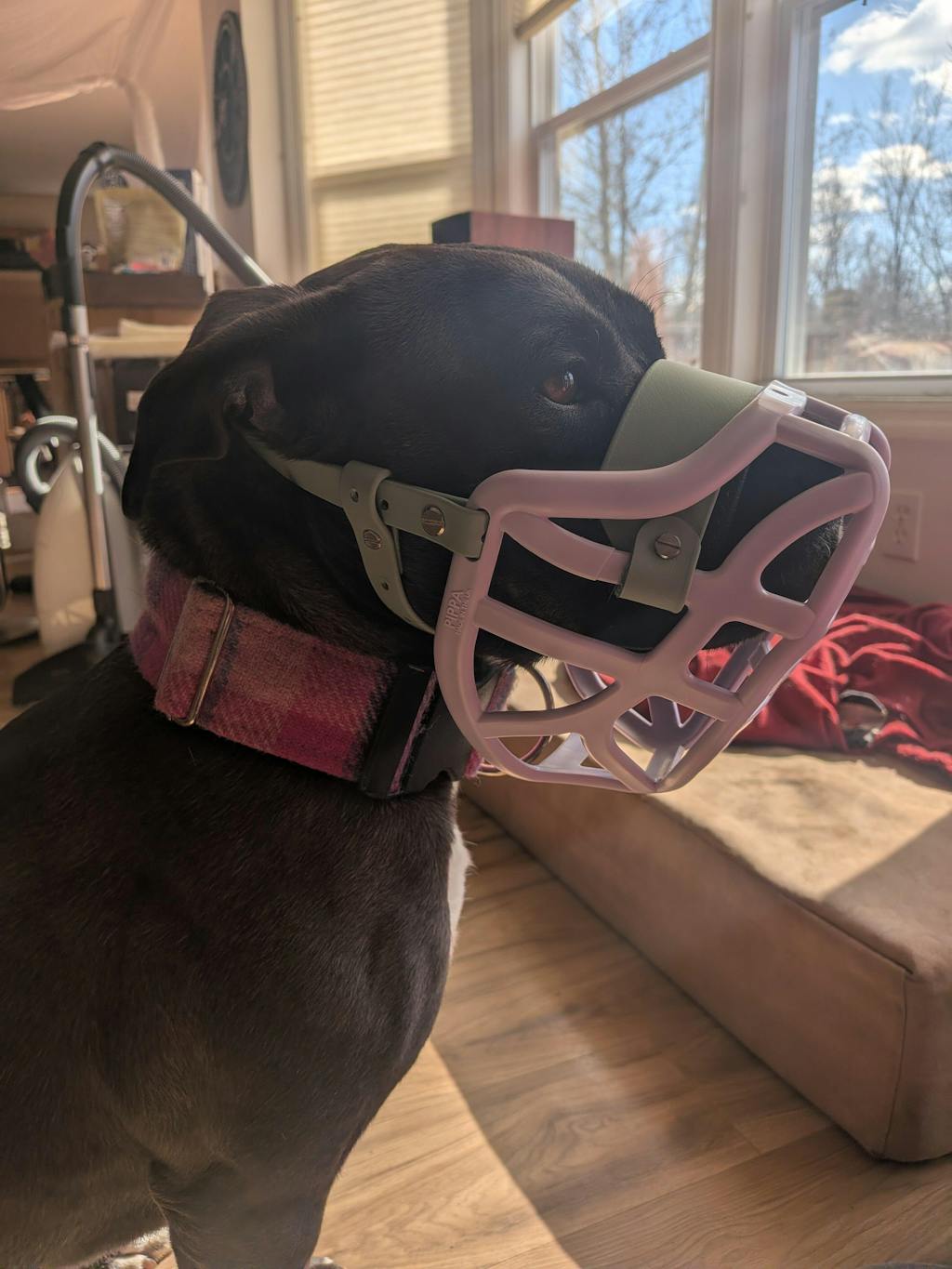 Size Pippa Dog Muzzle - Made to order muzzle with colour customisation