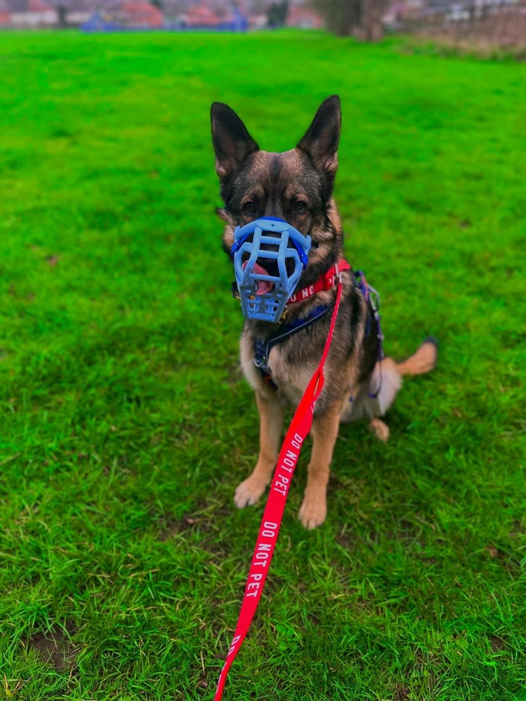 Size Taz Dog Muzzle - Made to order muzzle with colour customisation