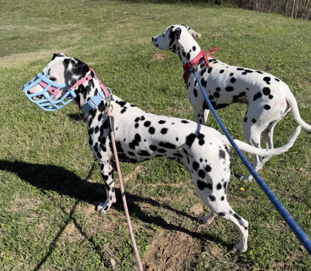 Size Tolly Dog Muzzle - Made to order muzzle with colour customisation