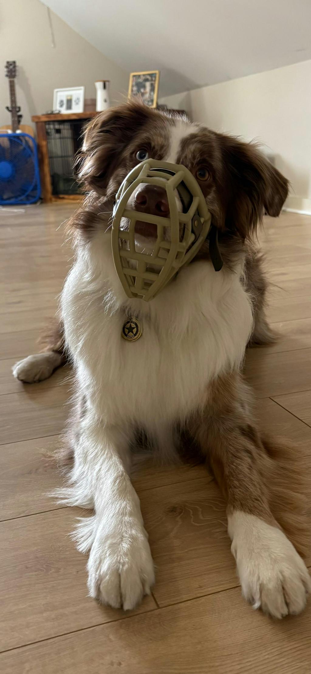 Size Neli Dog Muzzle - Made to order muzzle with colour customisation