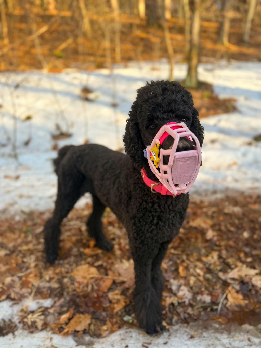 Size Rex Dog Muzzle - Made to order muzzle with colour customisation