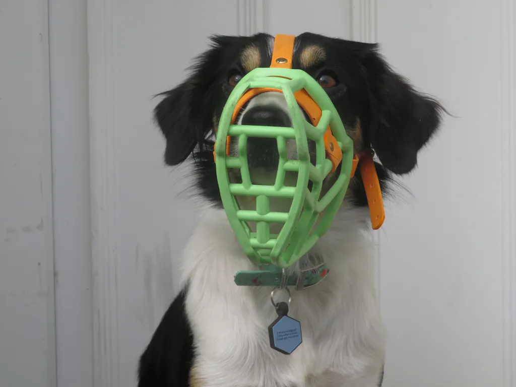 Size Neli Dog Muzzle - Made to order muzzle with colour customisation