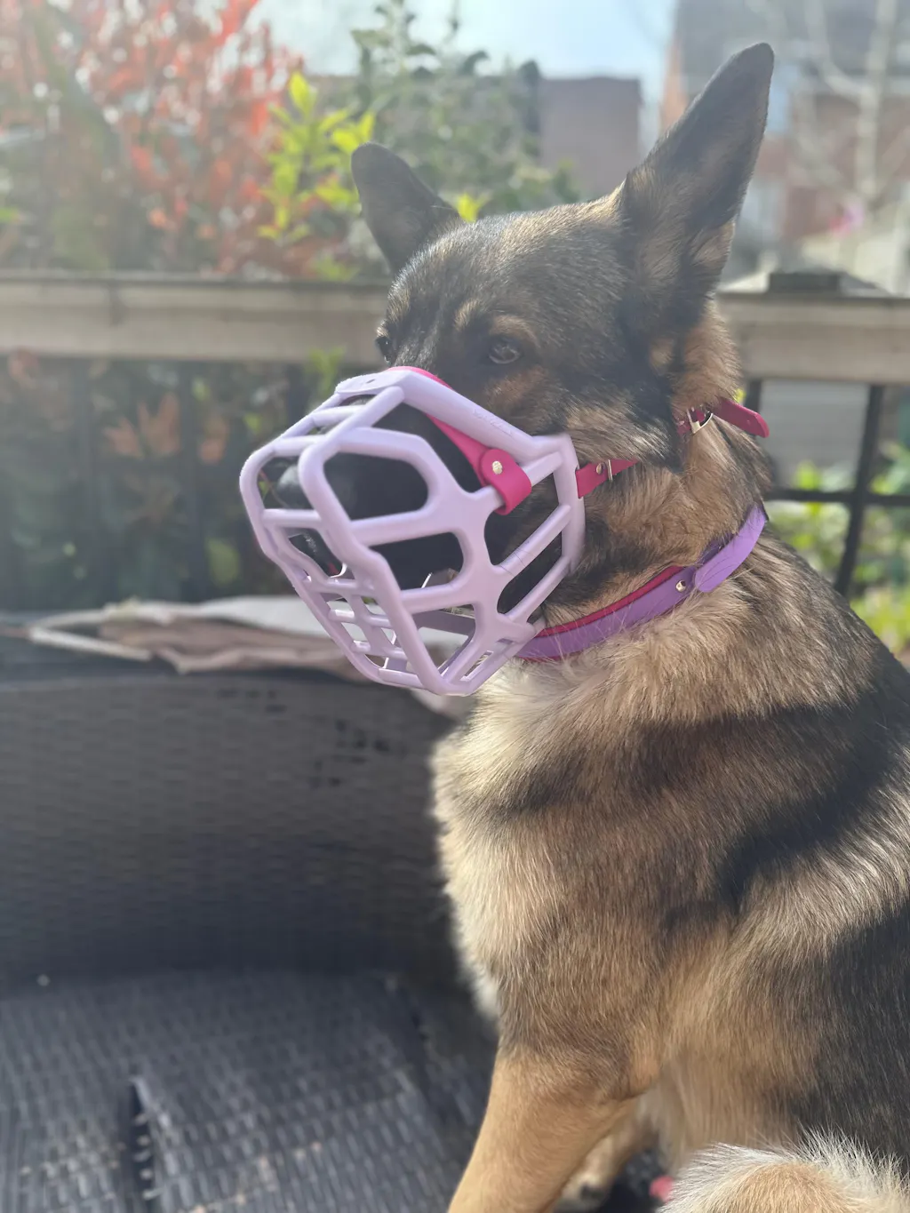 Lilac Dog Muzzle, Collar & Lead Set