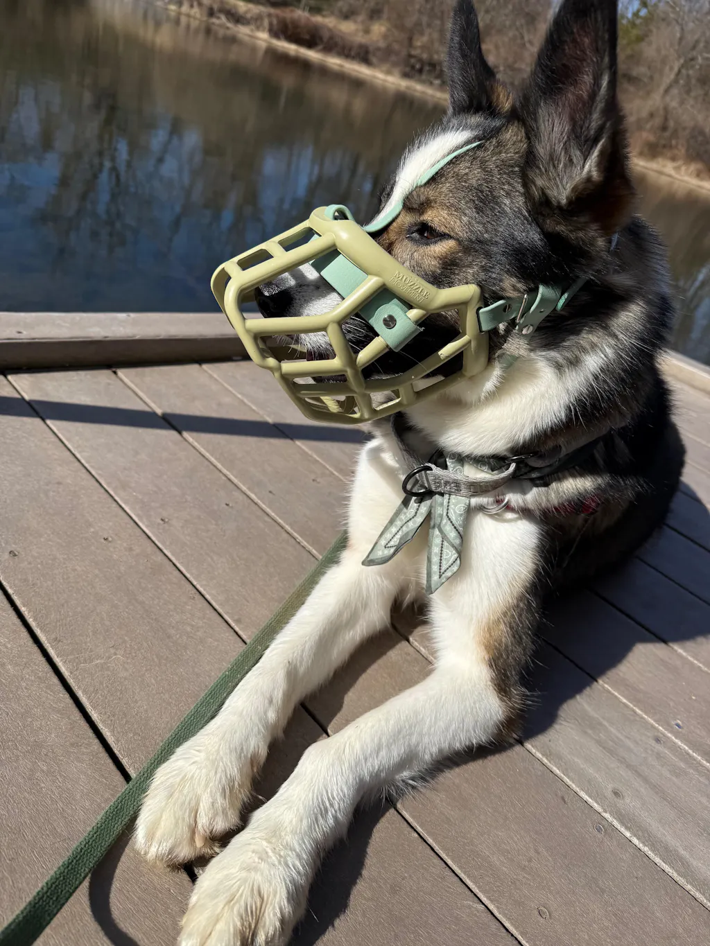 Size Tolly Dog Muzzle - Made to order muzzle with colour customisation