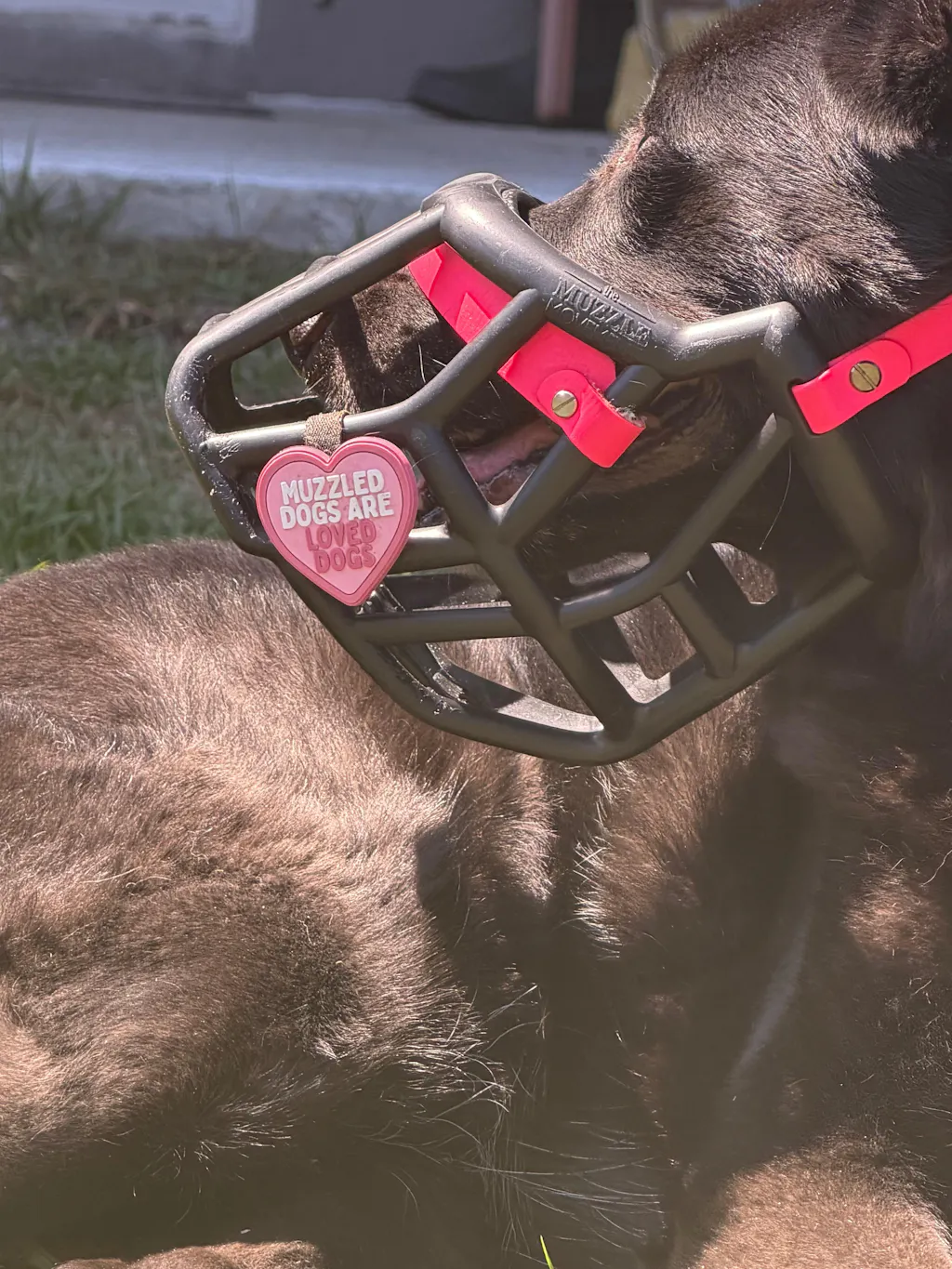 Size Sunny Dog Muzzle- Made to order muzzle with colour customisation