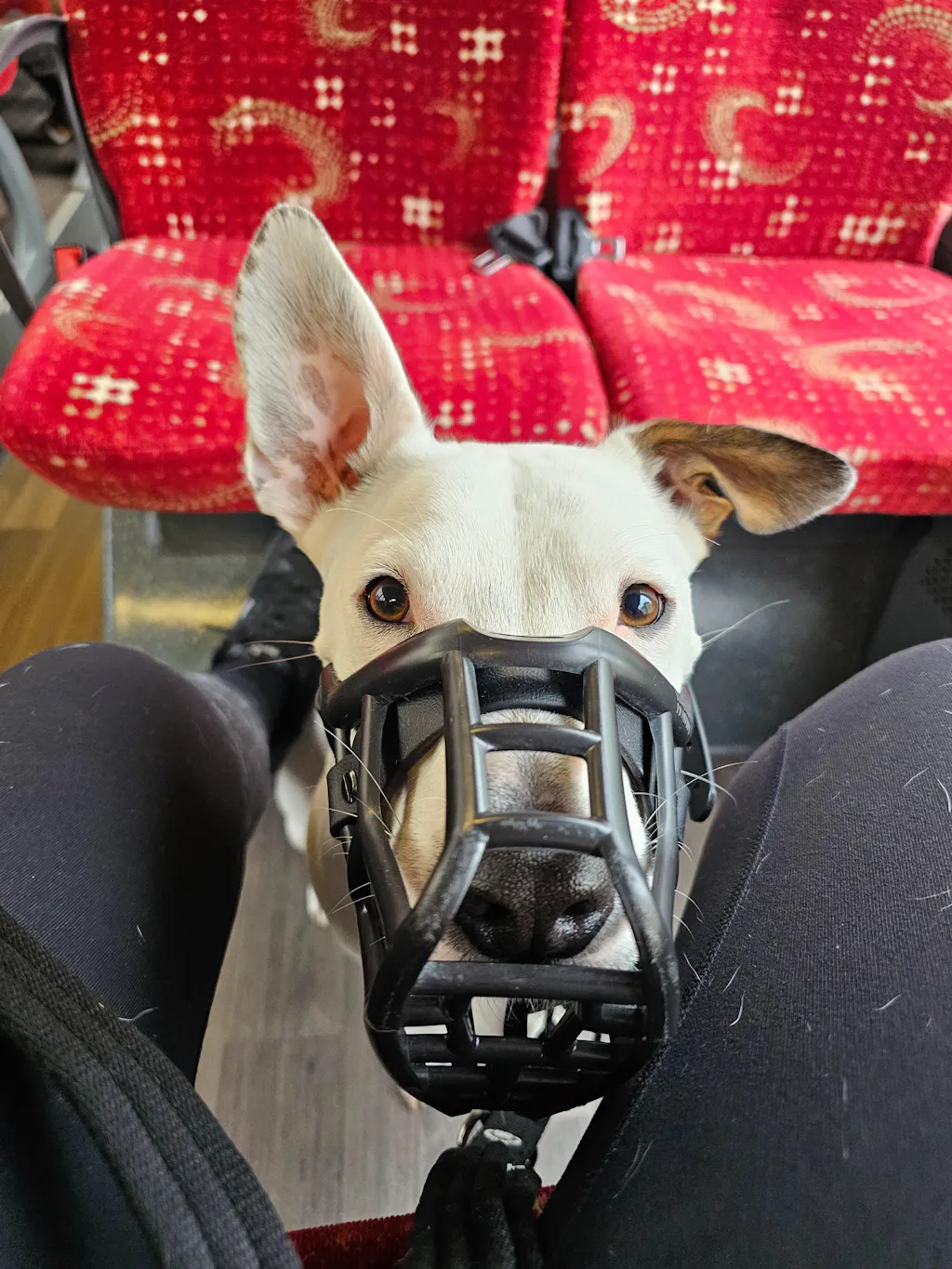 Size Neli Dog Muzzle - Ready to ship