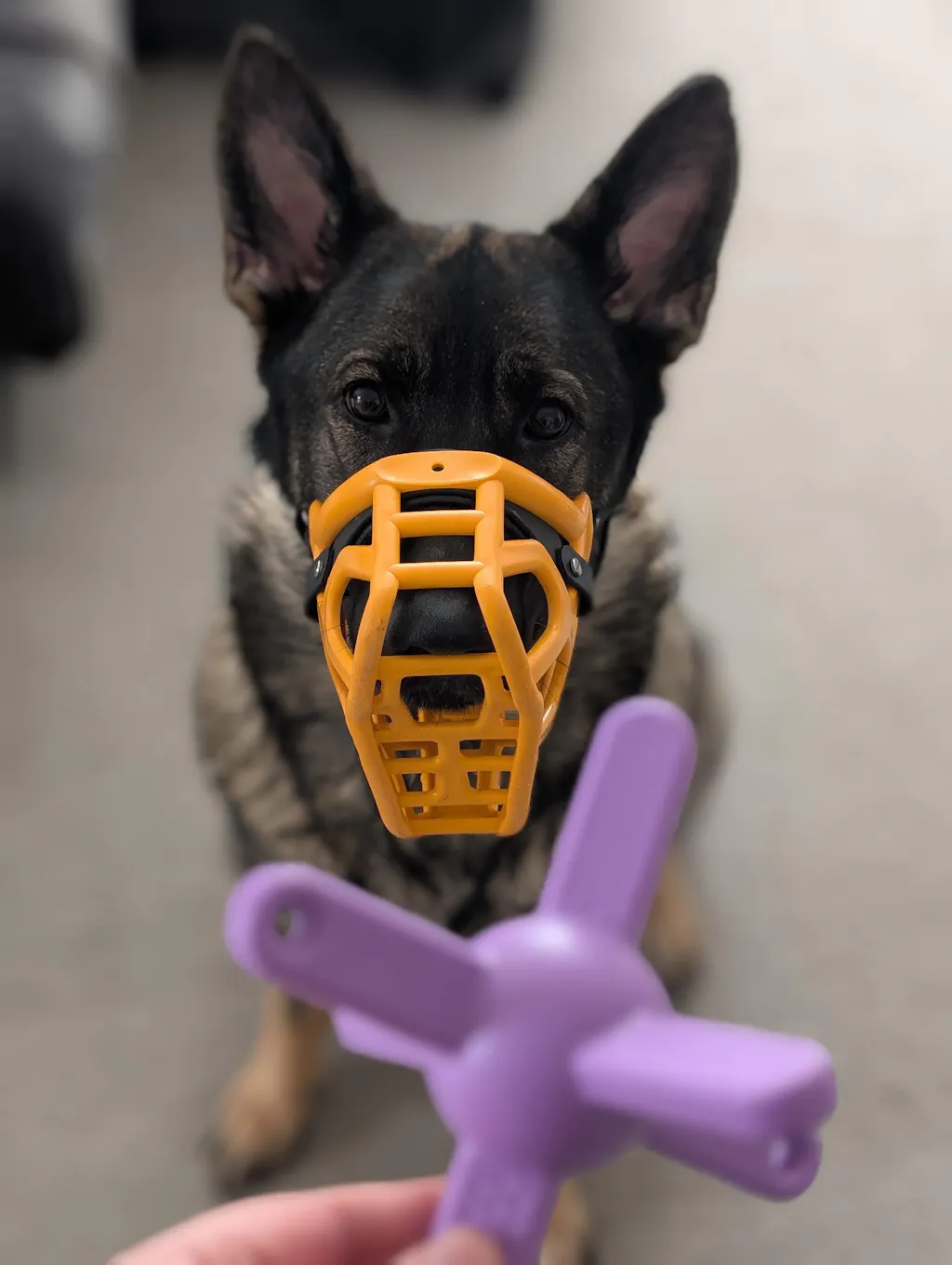 The Muzzle Mates - Muzzle friendly Fetch Toy