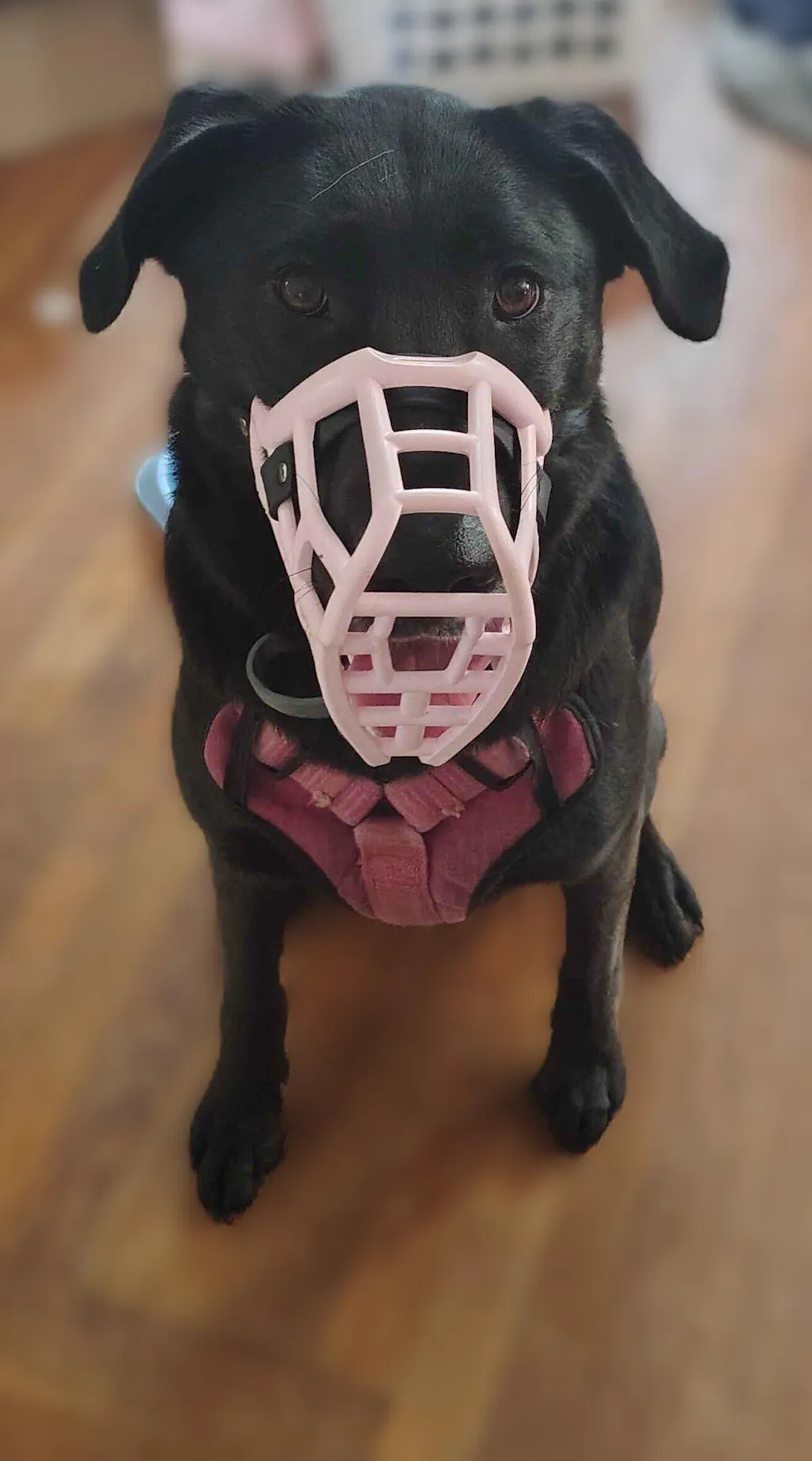 Size Neli Dog Muzzle - Made to order muzzle with colour customisation