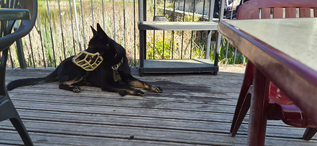 Size Sunny Dog Muzzle- Made to order muzzle with colour customisation