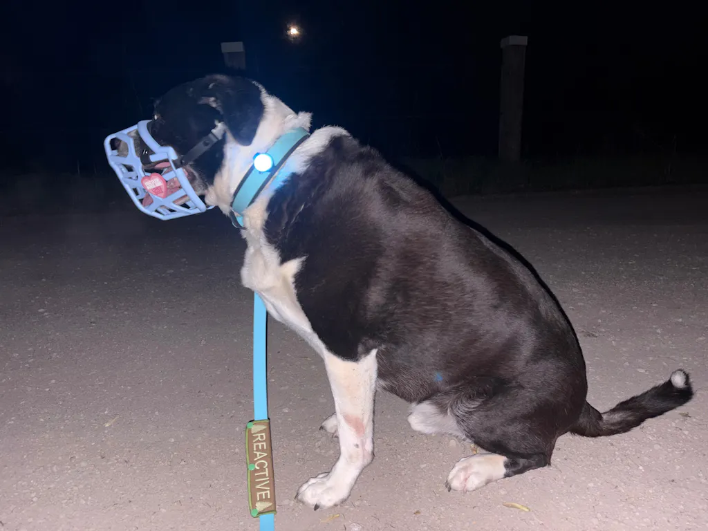 Twiggy Tags TrekBright® Dog Safety Light