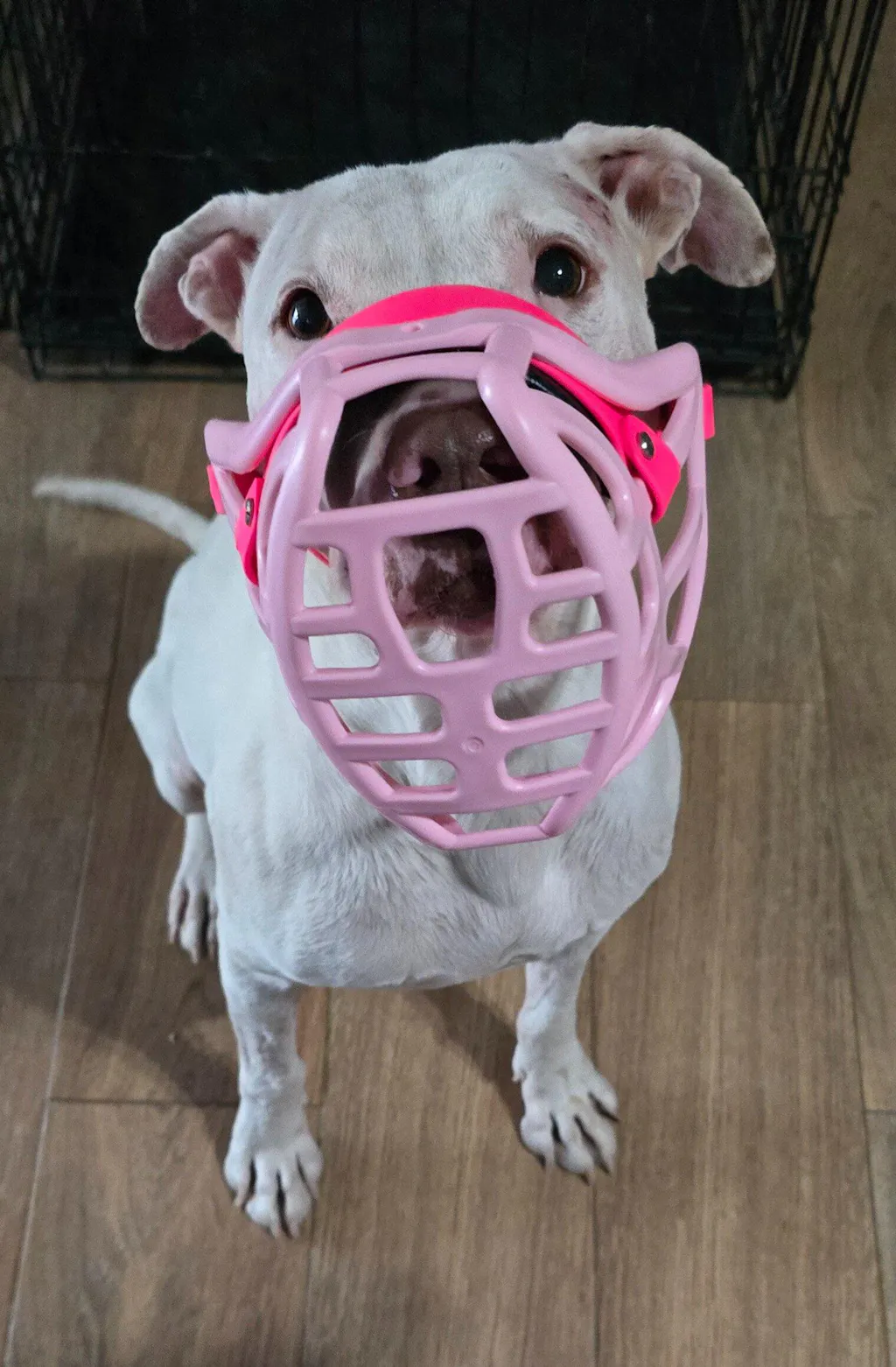 Size Pippa Dog Muzzle - Made to order muzzle with colour customisation