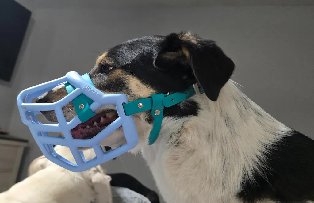 Size Tolly Dog Muzzle - Made to order muzzle with colour customisation
