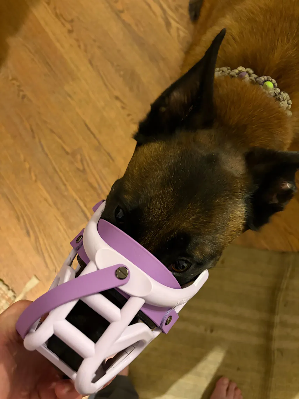 Size Taz Dog Muzzle - Made to order muzzle with colour customisation