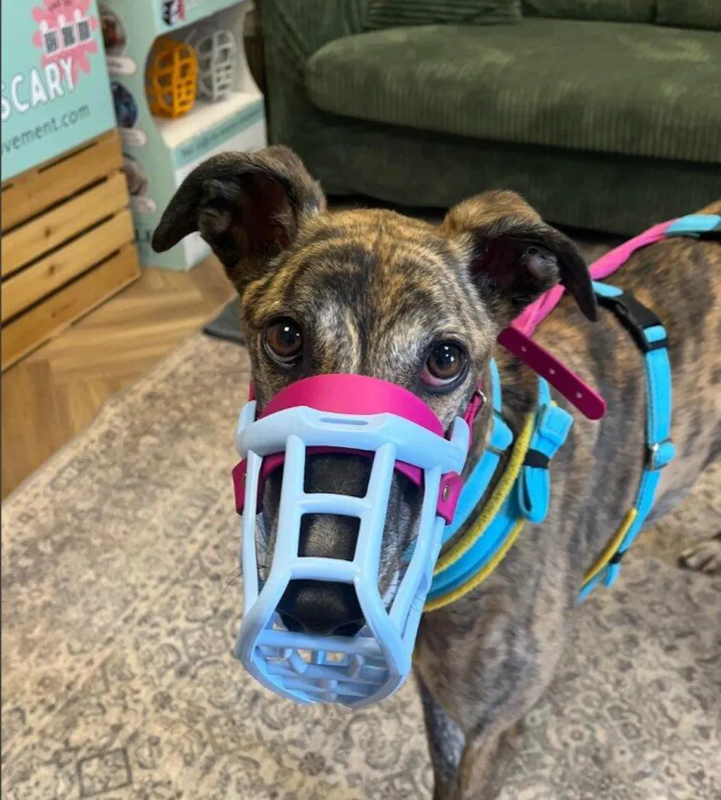 Size Neli Dog Muzzle - Made to order muzzle with colour customisation