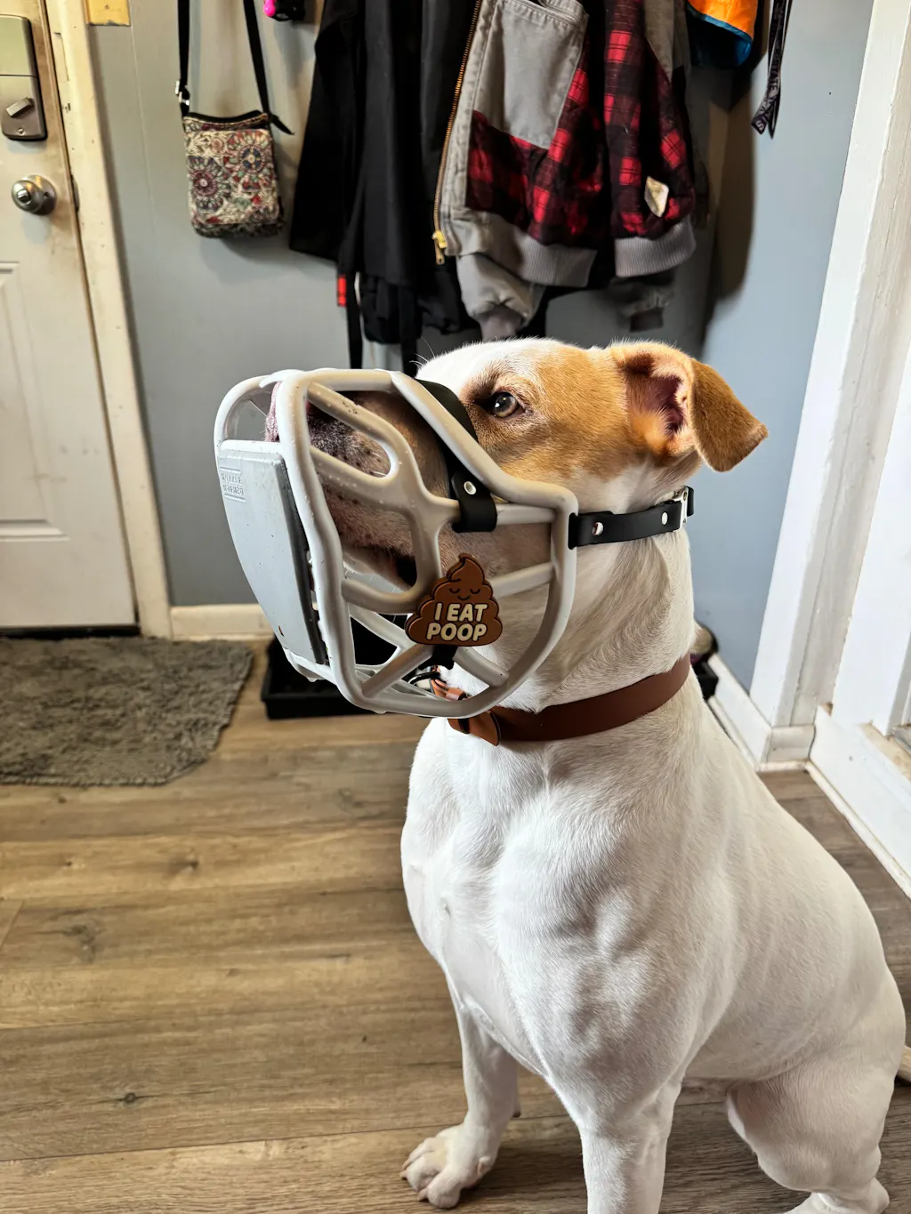 Size Harry 2.0 Dog Muzzle - Made to order muzzle with colour customisation