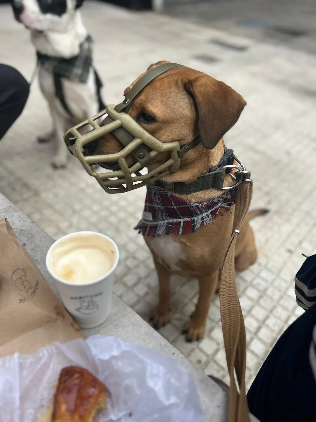 Size Tolly Dog Muzzle - Made to order muzzle with colour customisation
