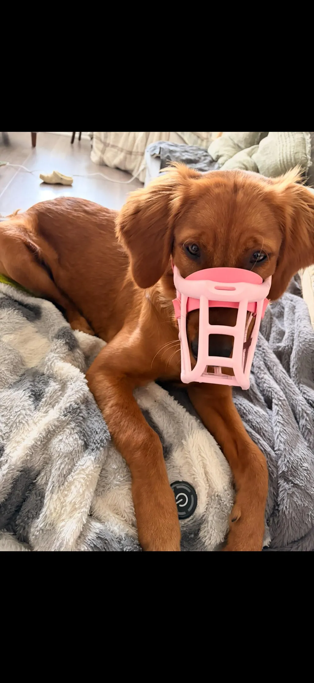 Size Neli Dog Muzzle - Made to order muzzle with colour customisation