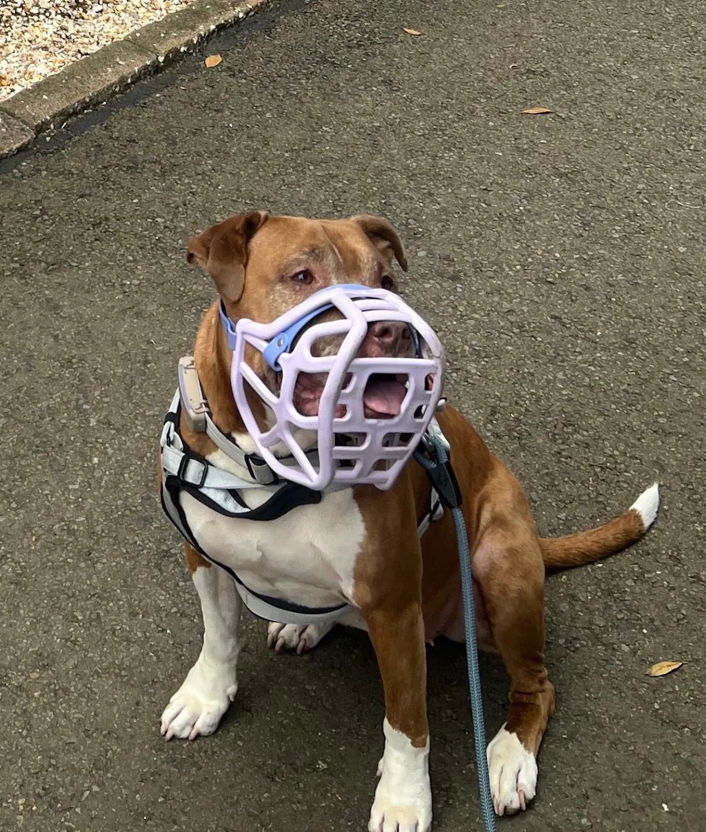 Size Harry 2.0 Dog Muzzle - Ready to ship